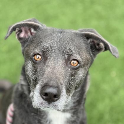 Enlarge Puma, a ADOPTABLE mixed breed in Sacramento, CA image 1/5