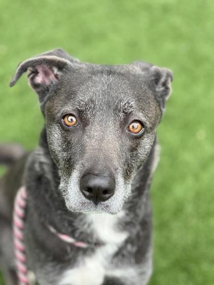 Enlarge Puma, a ADOPTABLE mixed breed in Sacramento, CA image 2/5