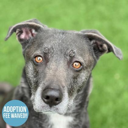 Enlarge Puma, an adoptable mixed breed in Sacramento, CA image 1/6