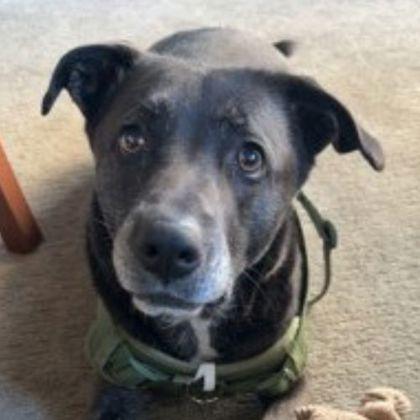 Enlarge Puma, a ADOPTABLE mixed breed in Sacramento, CA image 4/5