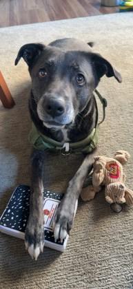 Enlarge Puma, a ADOPTABLE mixed breed in Sacramento, CA image 5/5