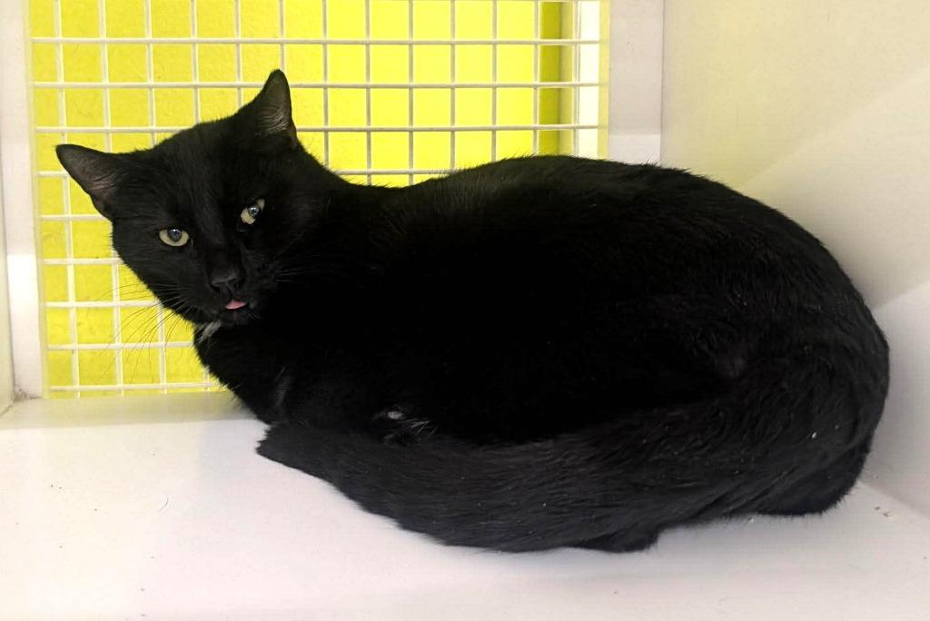 Enlarge Nathan, a Adoptable mixed breed in Ogden, UT image 1/3