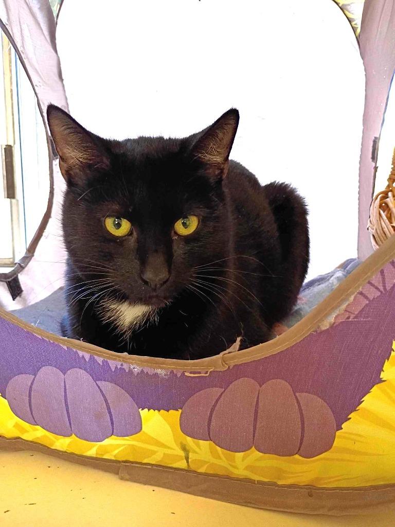 Enlarge Nathan, a Adoptable mixed breed in Ogden, UT image 2/4