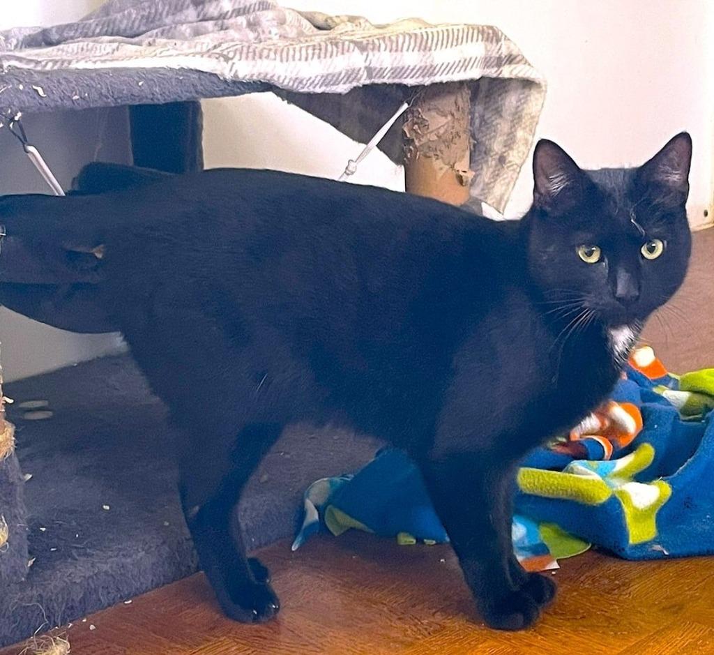 Enlarge Nathan, a Adoptable mixed breed in Ogden, UT image 3/3