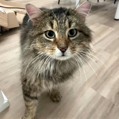 Maguire, a ADOPTABLE Domestic Medium Hair in Mississauga, ON image 3/4