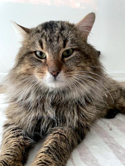 Maguire, a ADOPTABLE Domestic Medium Hair in Mississauga, ON image 4/4