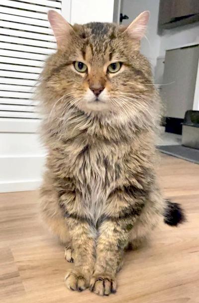Maguire, a ADOPTABLE Domestic Medium Hair in Mississauga, ON image 2/4