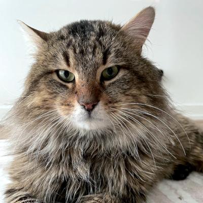 Maguire, a ADOPTABLE Domestic Medium Hair in Mississauga, ON image 1/4