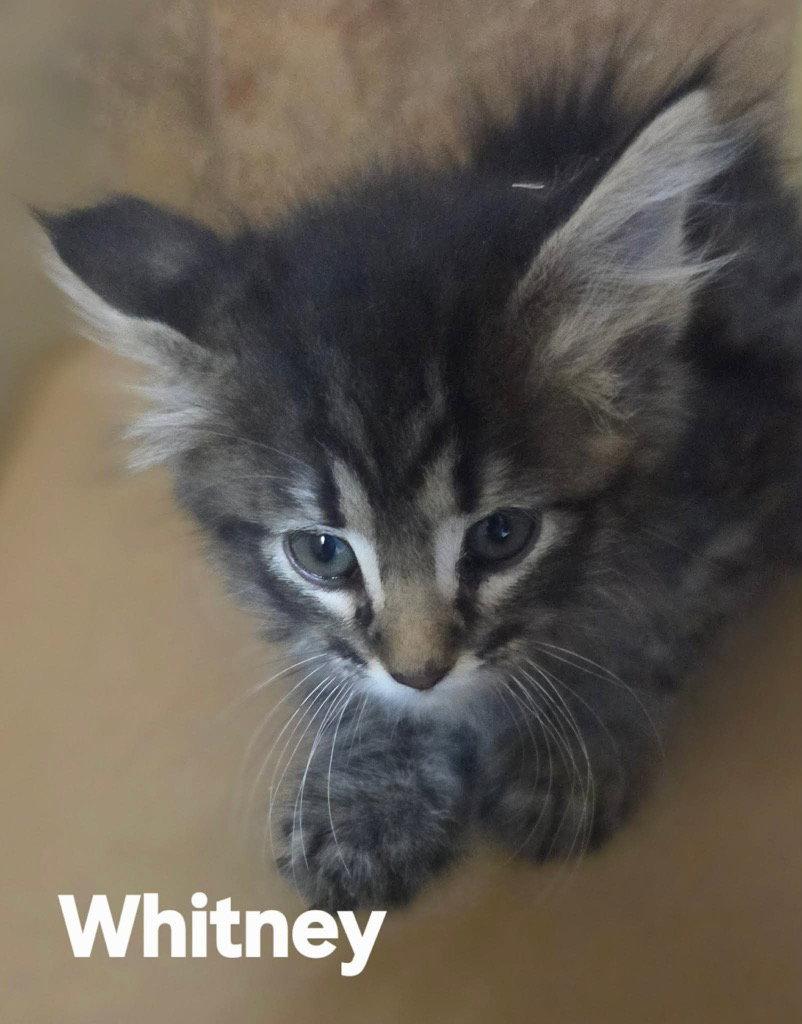 Whitman, Adoptable, Kitten Male Domestic Short Hair & Tabby.
