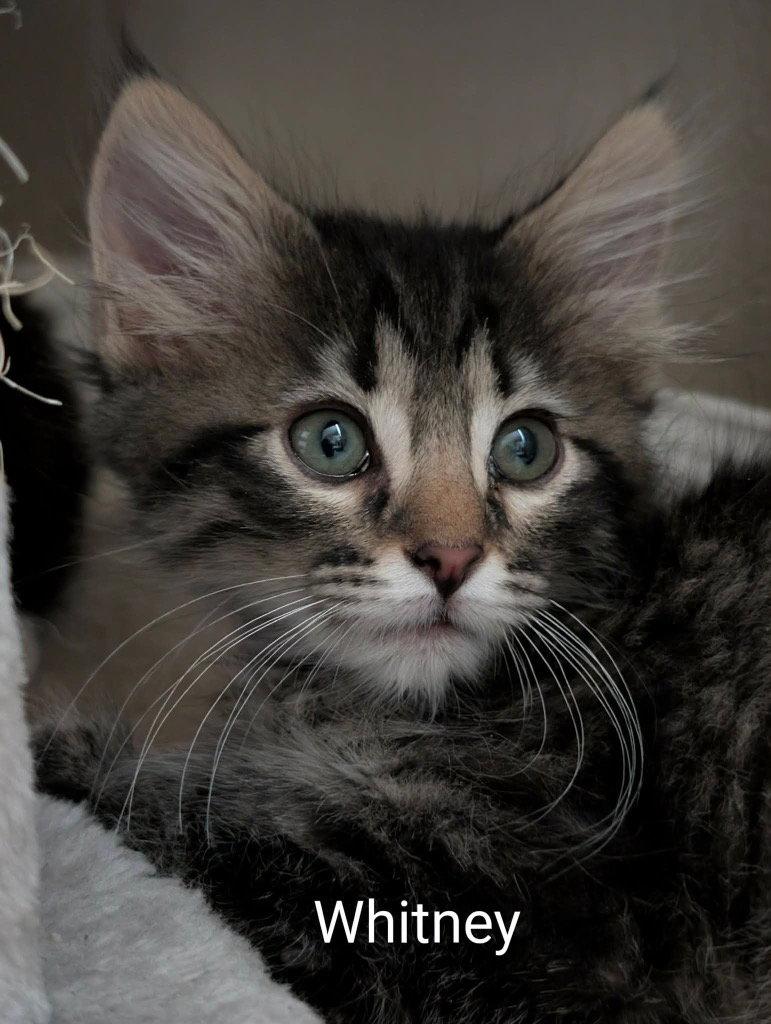 Enlarge Whitman, a Adoptable mixed breed in Saint George, UT image 2/2
