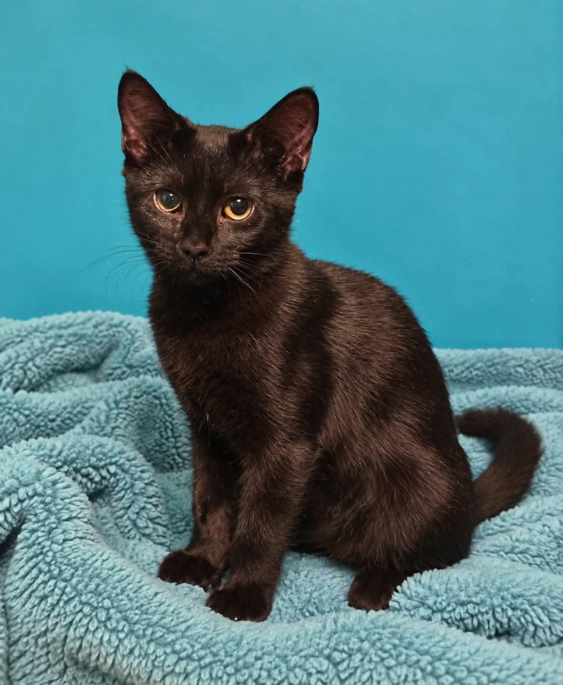 Pepper, Adoptable, Young Female Domestic Short Hair.