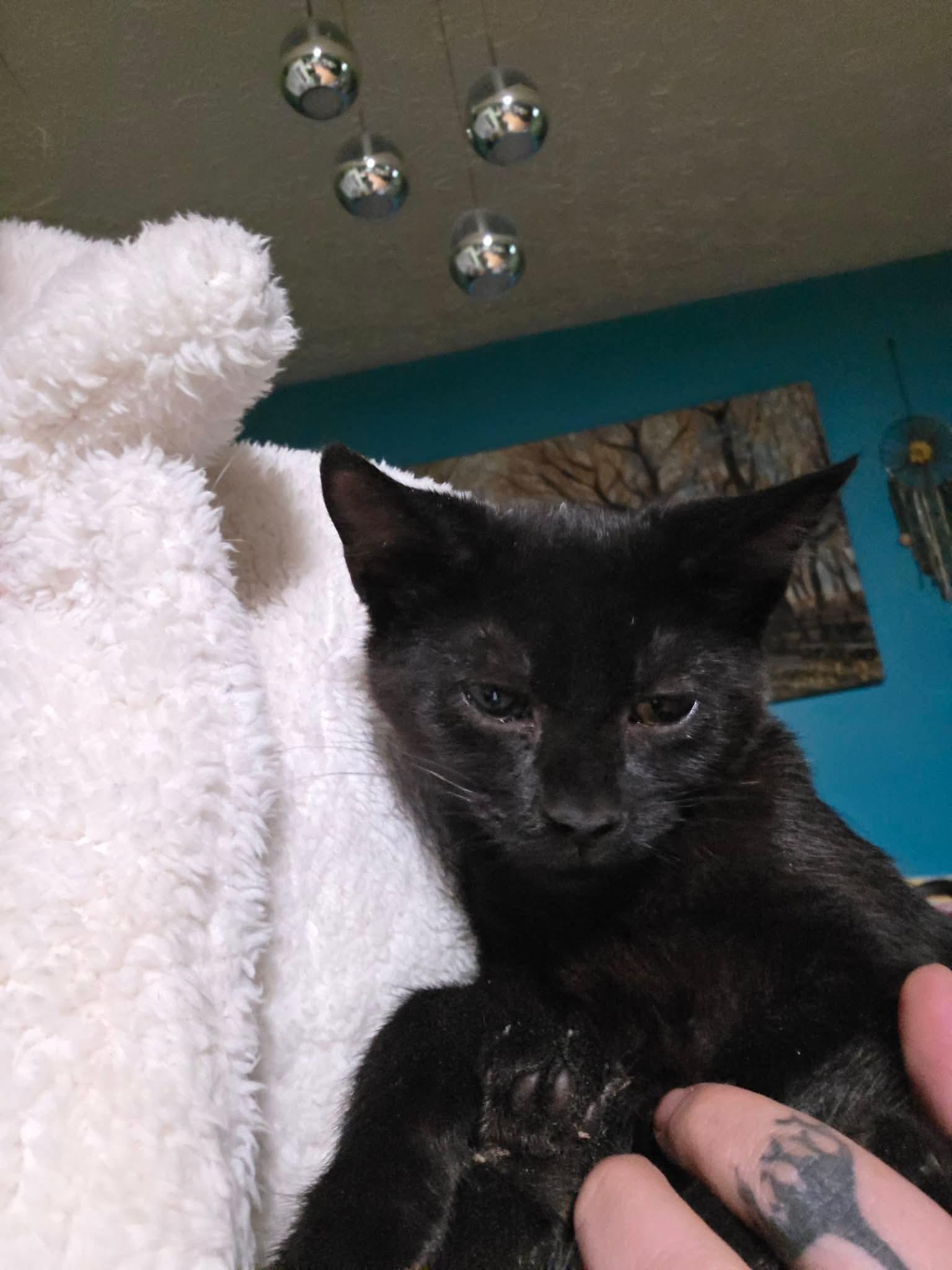Enlarge Pepper, a Adoptable Domestic Short Hair in Aberdeen, NC image 2/3