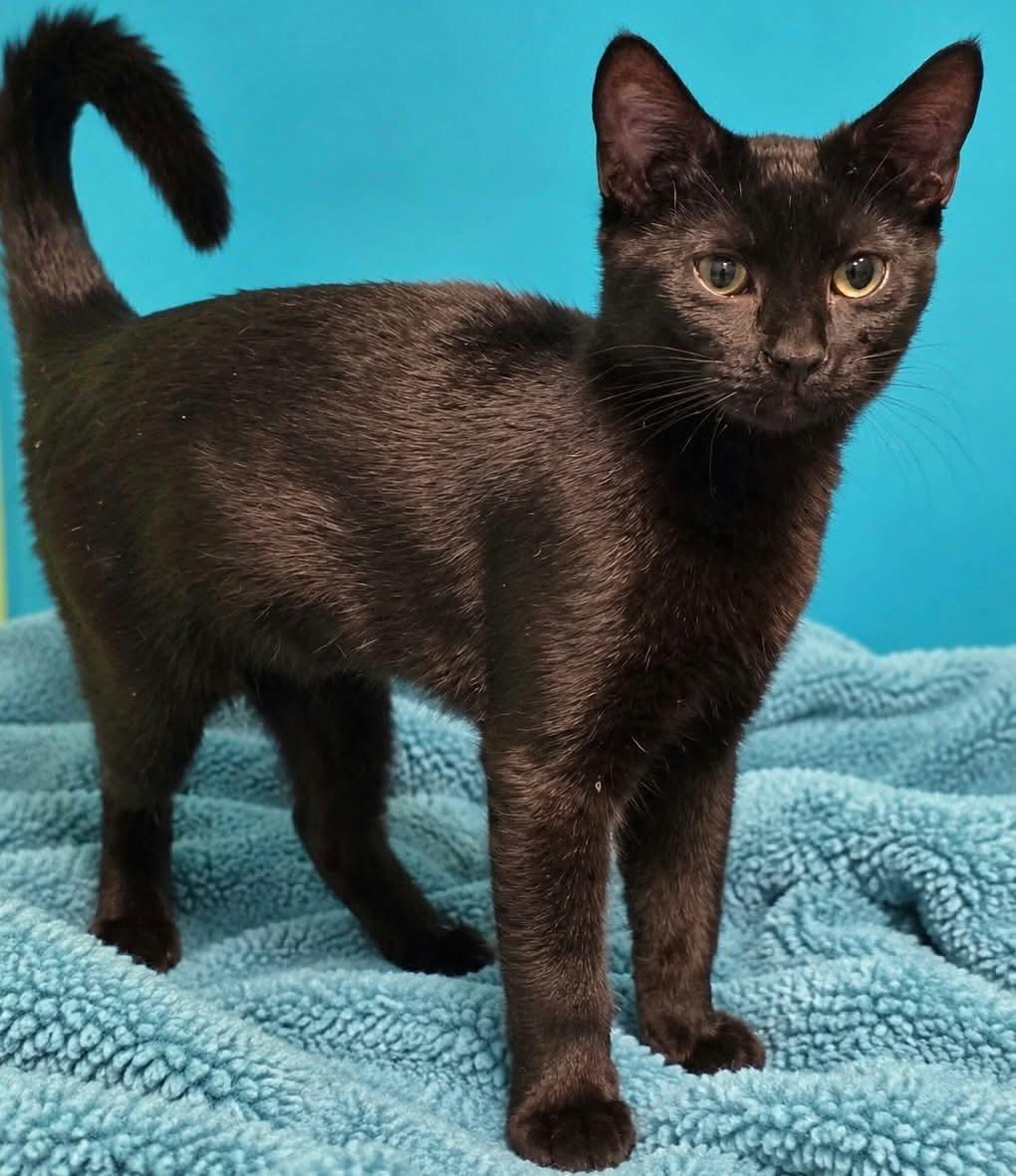 Enlarge Pepper, a Adoptable Domestic Short Hair in Aberdeen, NC image 3/3