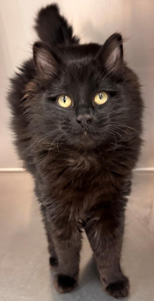 Lil, Adoptable, Young Female Domestic Medium Hair.