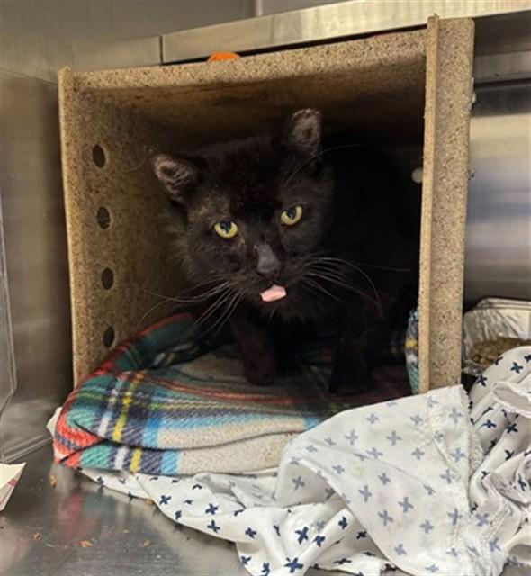 Enlarge CATNIP 3000, a Adoptable Domestic Short Hair in Louisville, KY image 1/1