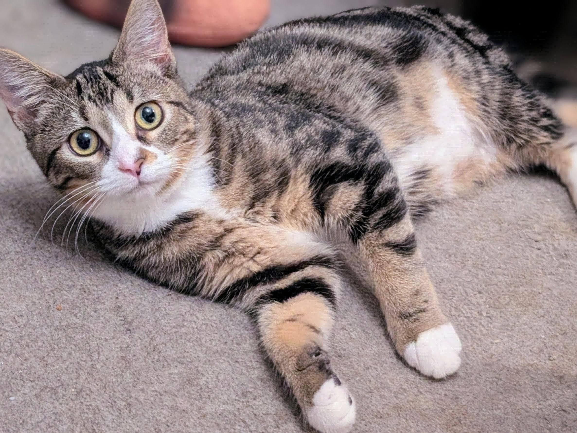 Enlarge Twiggy, a Adoptable Domestic Short Hair in Johnsburg, IL image 4/6