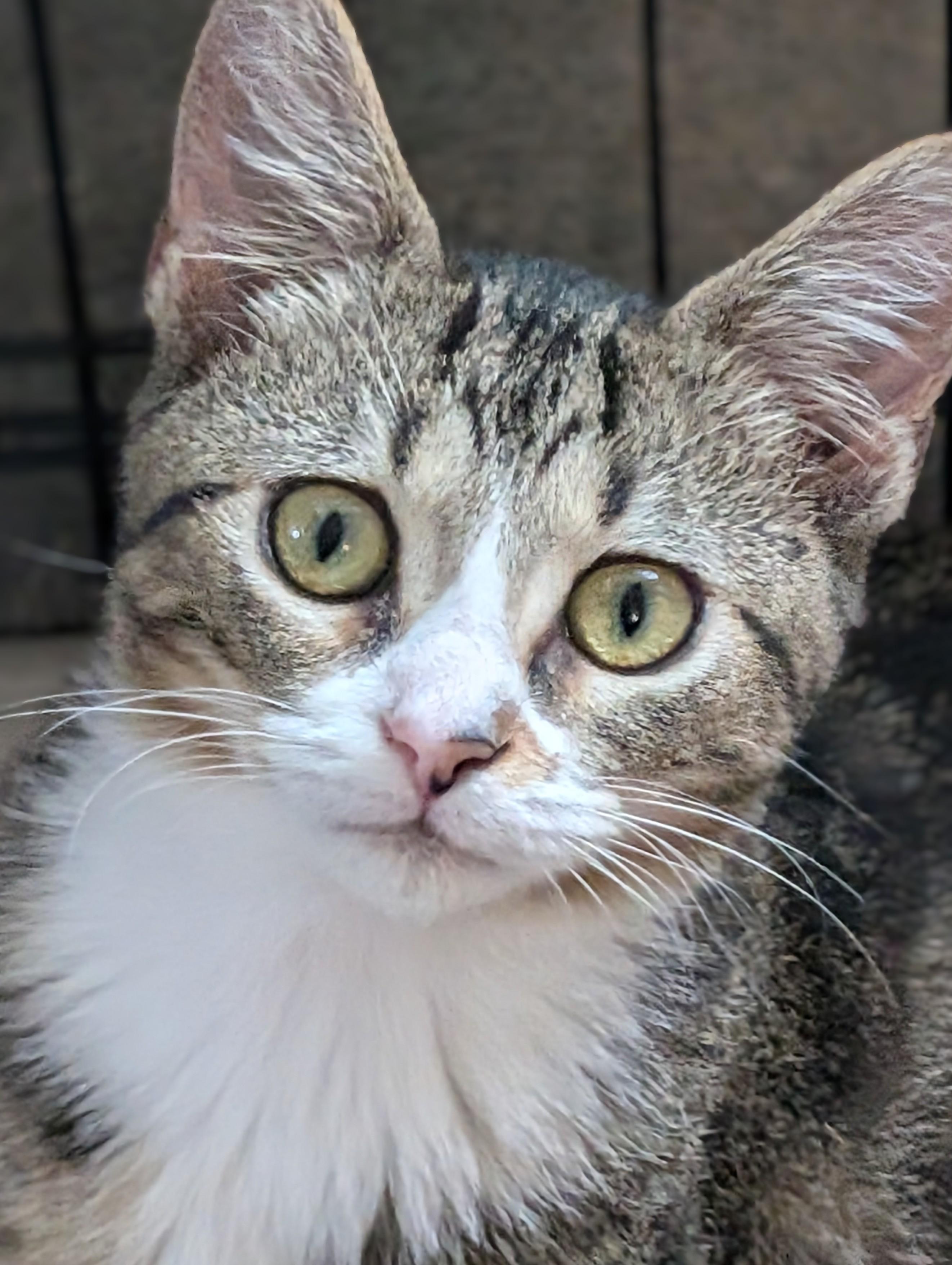 Twiggy, Adoptable, Kitten Female Domestic Short Hair.