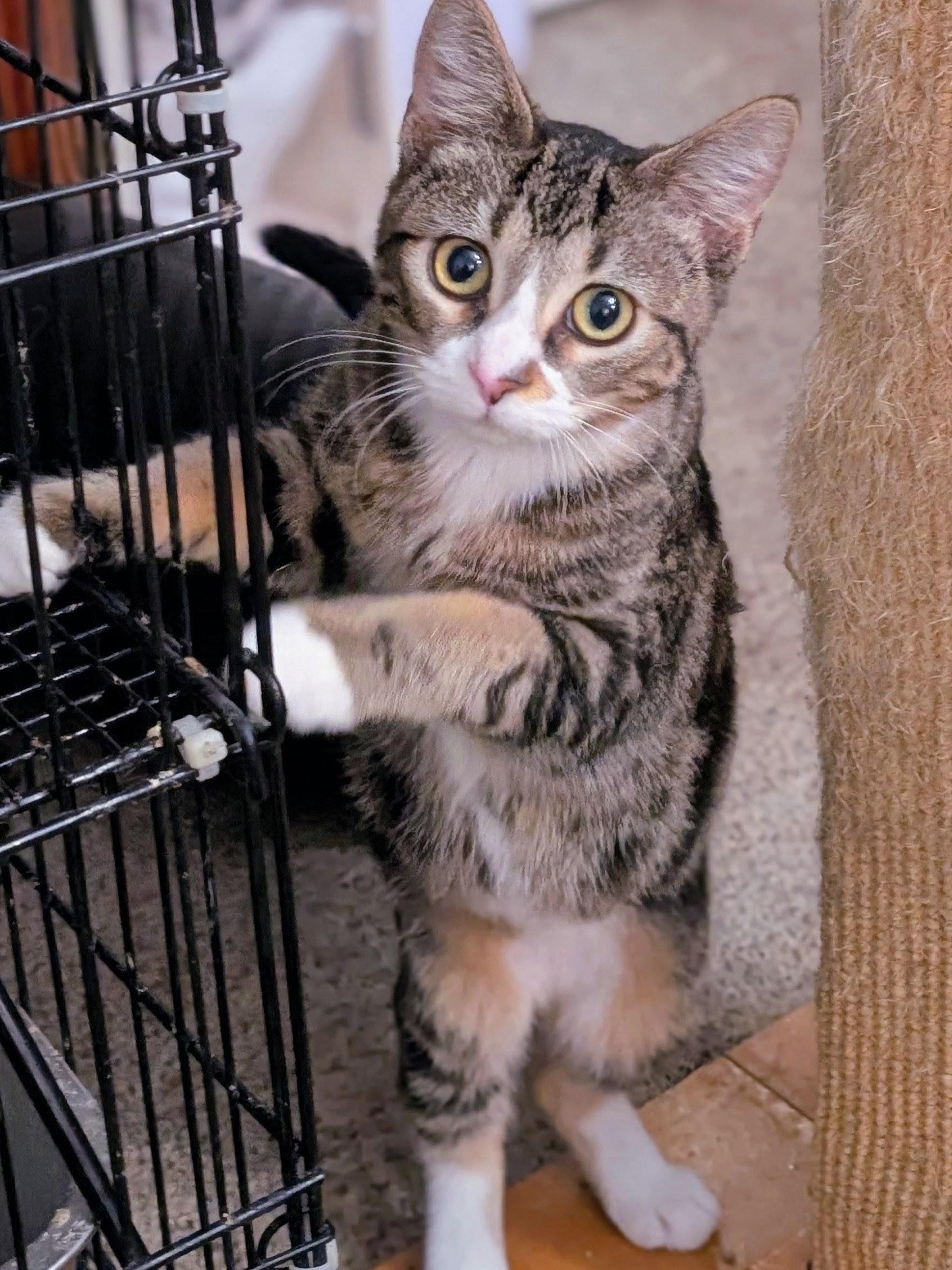 Enlarge Twiggy, a Adoptable Domestic Short Hair in Johnsburg, IL image 6/6