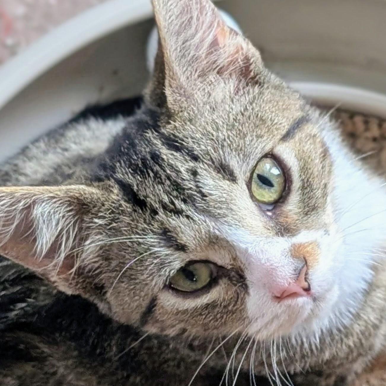 Enlarge Twiggy, a Adoptable Domestic Short Hair in Johnsburg, IL image 2/6