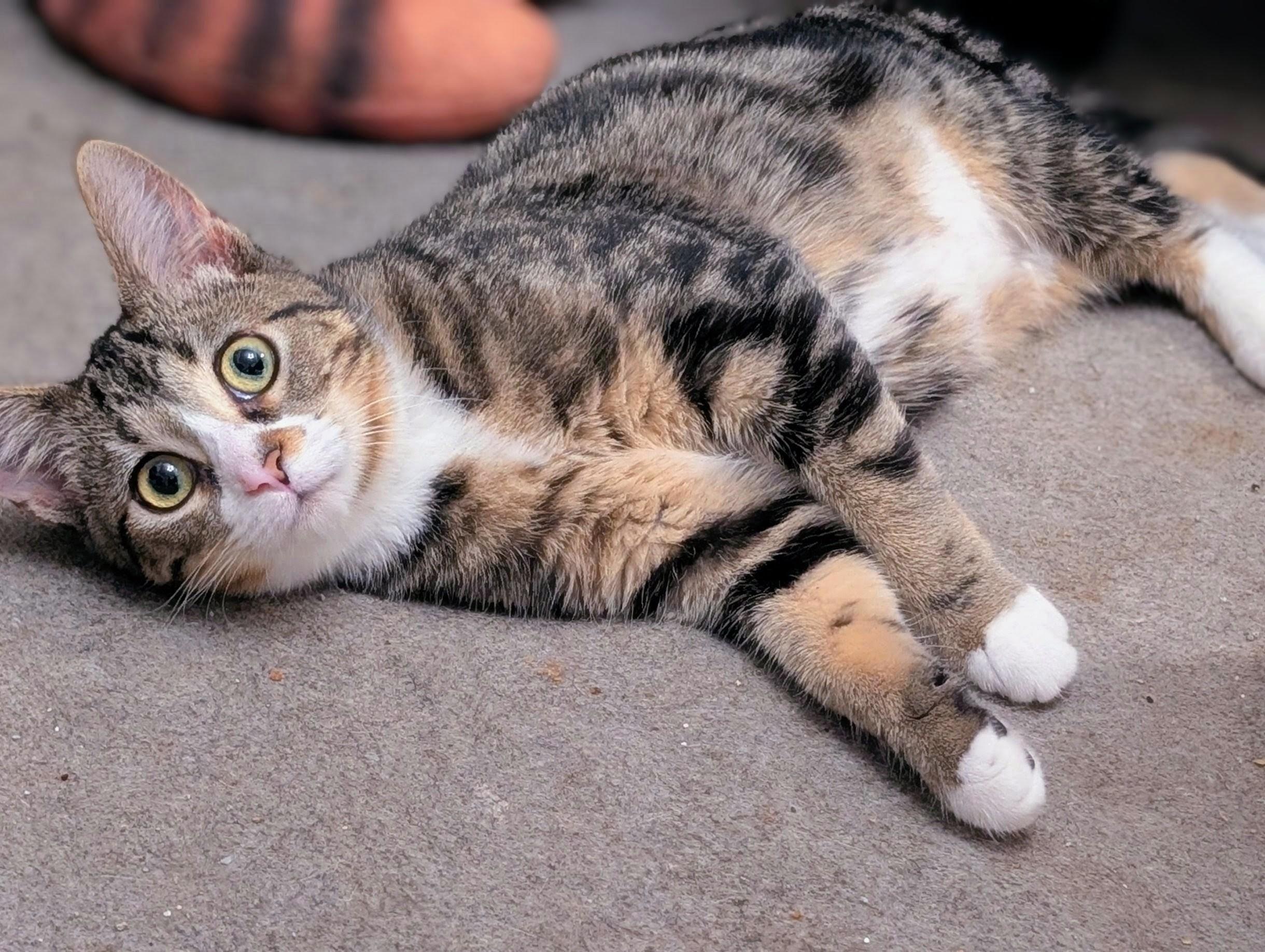 Enlarge Twiggy, a Adoptable Domestic Short Hair in Johnsburg, IL image 5/6