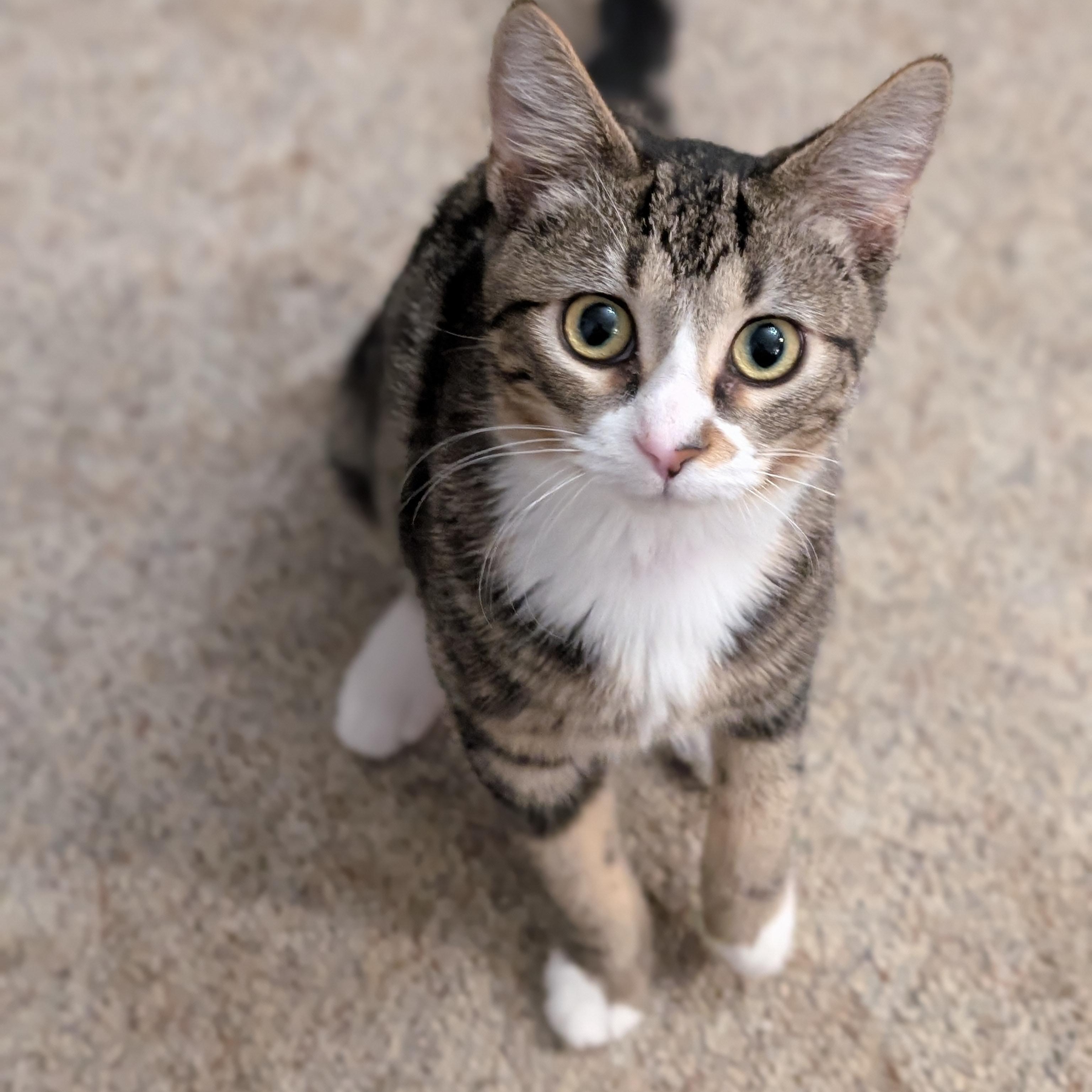 Enlarge Twiggy, a Adoptable Domestic Short Hair in Johnsburg, IL image 3/6