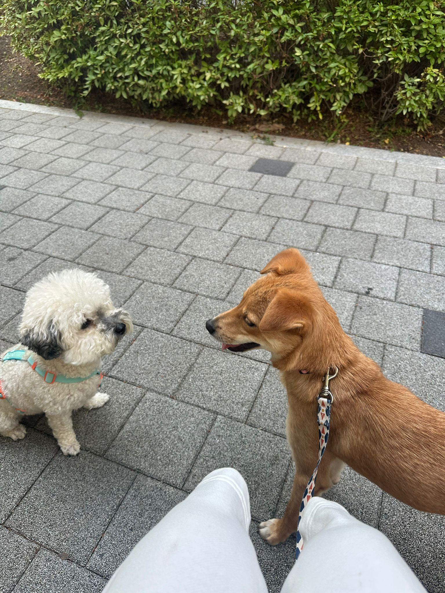 Uee, Adopted, Young Male Terrier & Jindo.