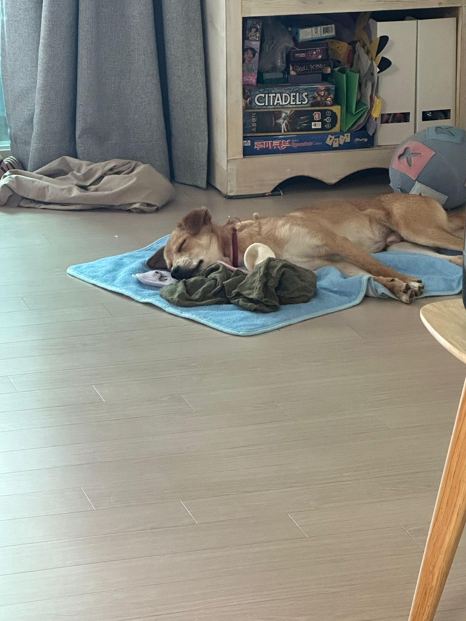 Enlarge Uee, a Adopted mixed breed in North York, ON image 3/4