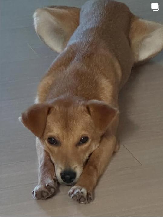 Enlarge Uee, a Adopted mixed breed in North York, ON image 1/4