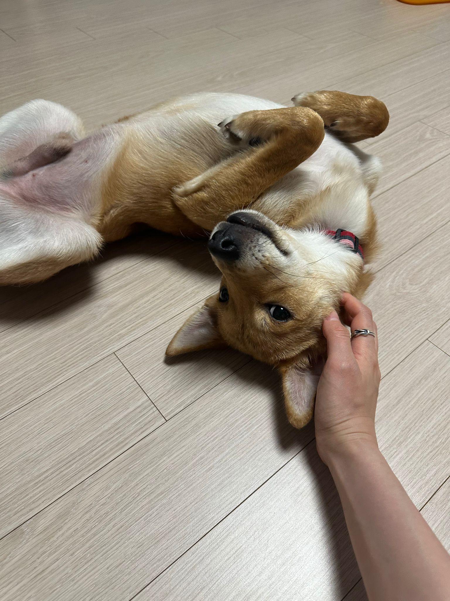 Uee, an adoptable Terrier, Jindo in North York, ON, M2R 3S9 | Photo Image 4