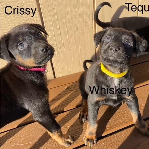 Enlarge Crissy Christmas , a ADOPTABLE mixed breed in Rochester, NY image 3/5