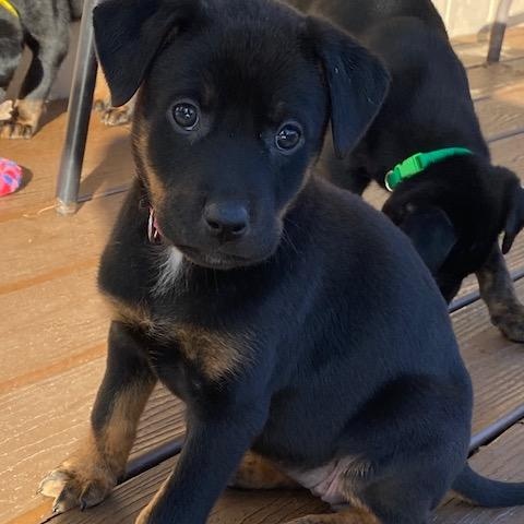 Crissy Christmas , ADOPTABLE, Puppy Female Labrador Retriever & Chihuahua.