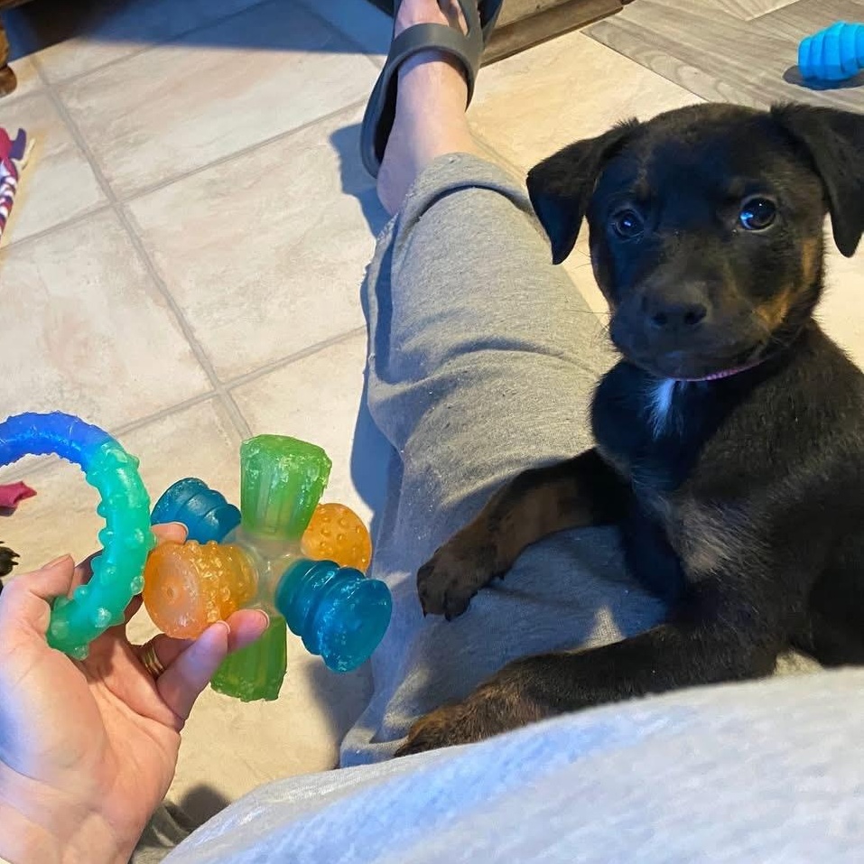 Enlarge Crissy , a ADOPTABLE mixed breed in Rochester, NY image 6/6