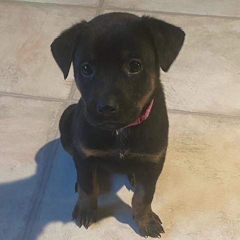 Enlarge Crissy , a ADOPTABLE mixed breed in Rochester, NY image 4/6