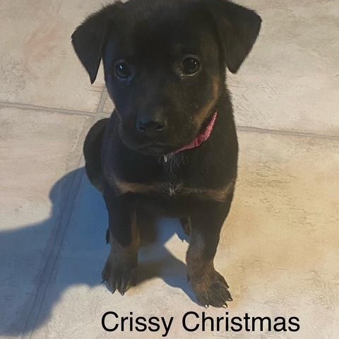 Enlarge Crissy Christmas , a ADOPTABLE mixed breed in Rochester, NY image 4/5
