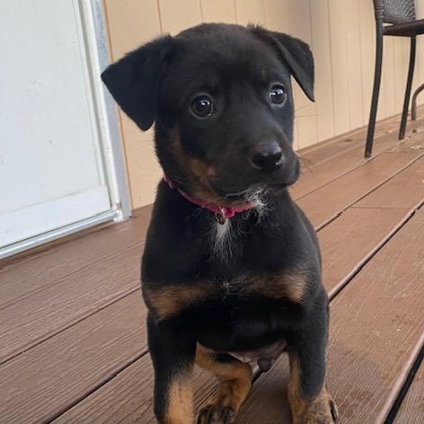 Enlarge Crissy Christmas , a ADOPTABLE mixed breed in Rochester, NY image 5/5