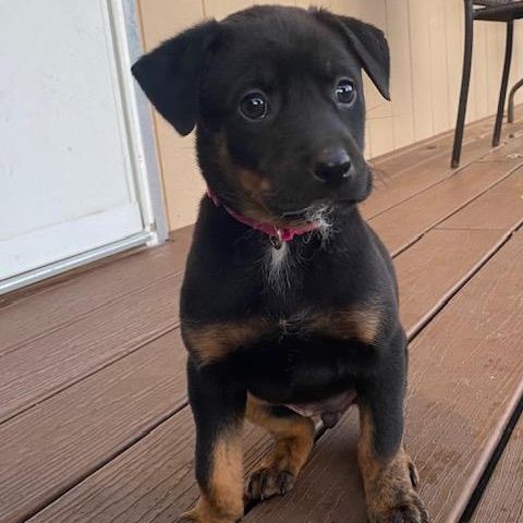 Enlarge Crissy , a ADOPTABLE mixed breed in Rochester, NY image 2/6