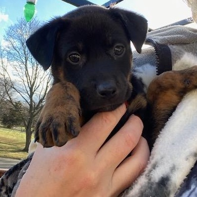 Enlarge Crissy Christmas , a ADOPTABLE mixed breed in Rochester, NY image 2/5