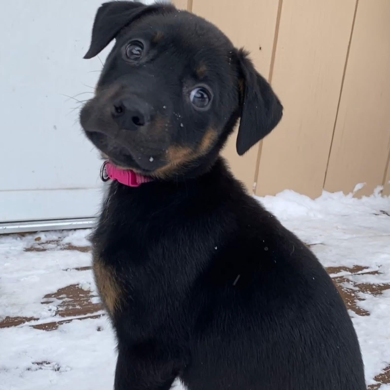 Enlarge Crissy , a ADOPTABLE mixed breed in Rochester, NY image 5/6