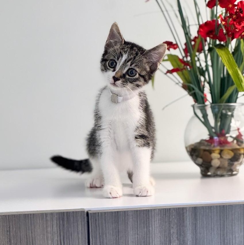 Robby, Adopted, Young Male Domestic Short Hair.
