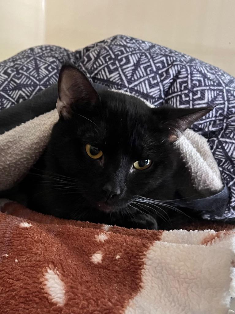 Snapdragon, Adoptable, Adult Male Domestic Short Hair.