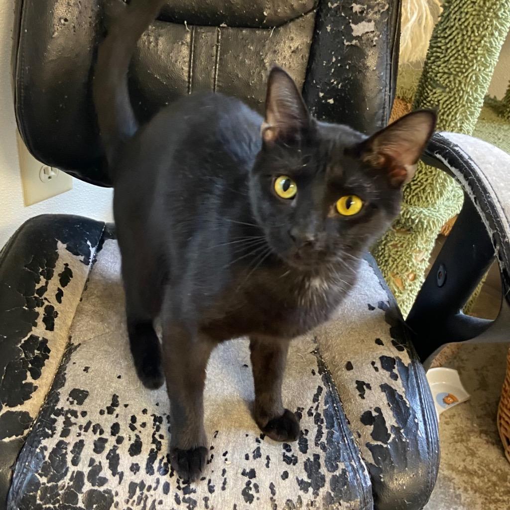 Enlarge Snapdragon, a Adoptable mixed breed in Clinton, SC image 2/5