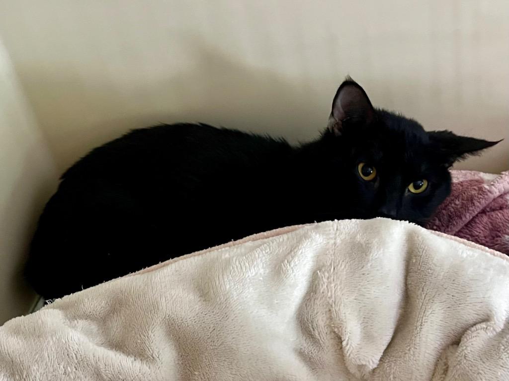 Enlarge Snapdragon, a Adoptable mixed breed in Clinton, SC image 3/5