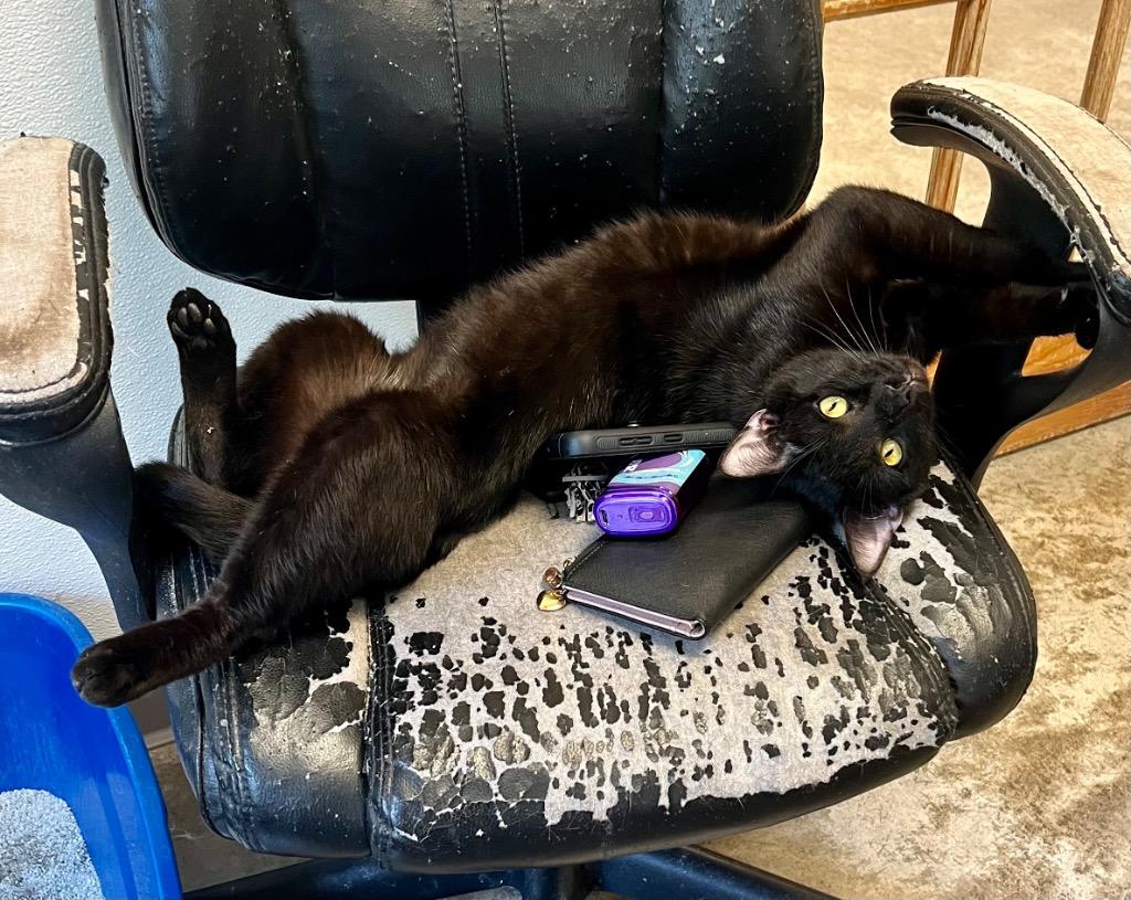 Enlarge Snapdragon, a Adoptable mixed breed in Clinton, SC image 4/5