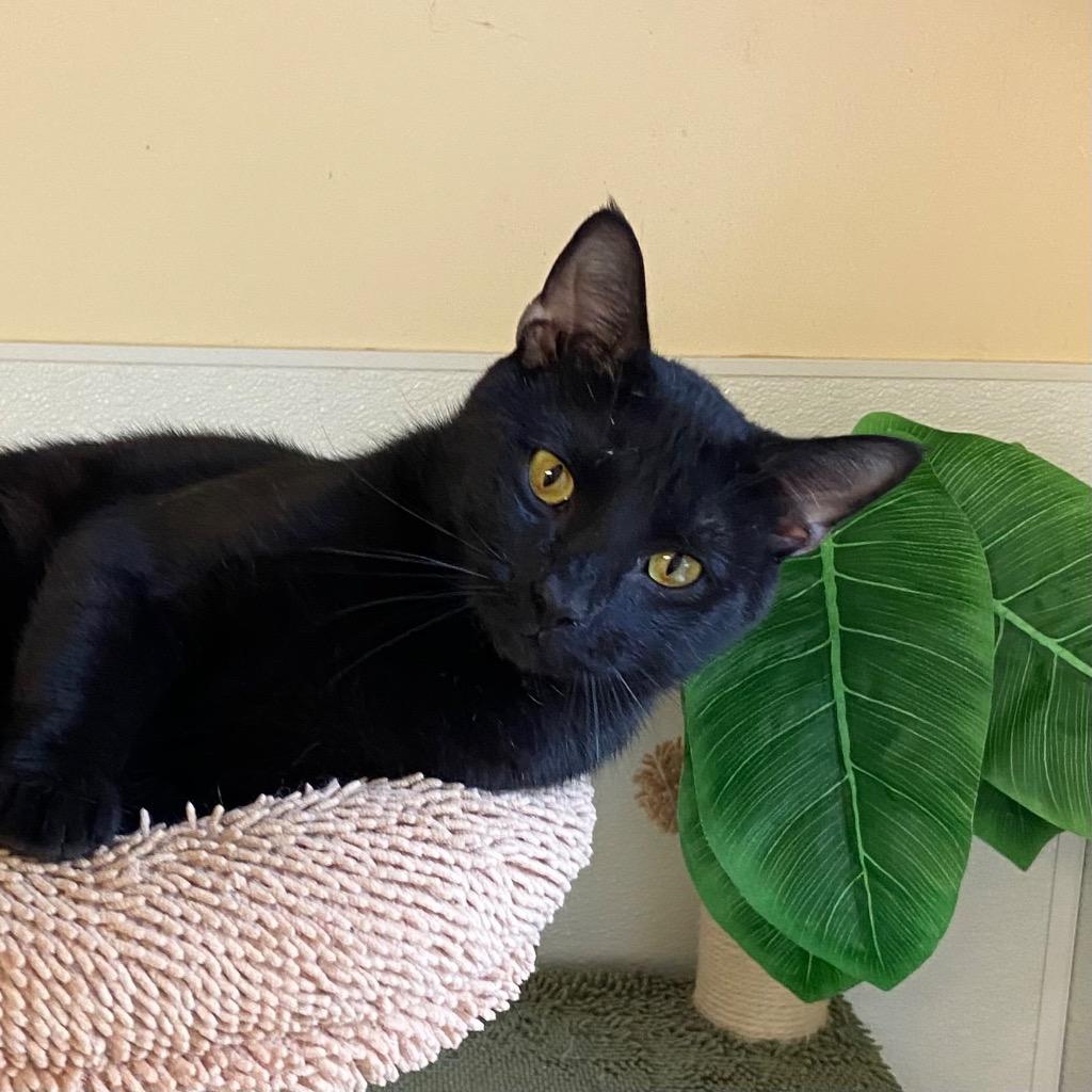 Enlarge Snapdragon, a Adoptable mixed breed in Clinton, SC image 5/5