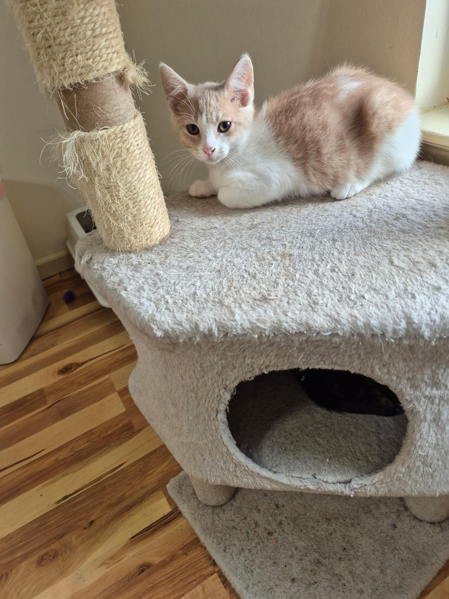 Enlarge Leo, an adopted Domestic Short Hair in Philadelphia, PA image 1/4