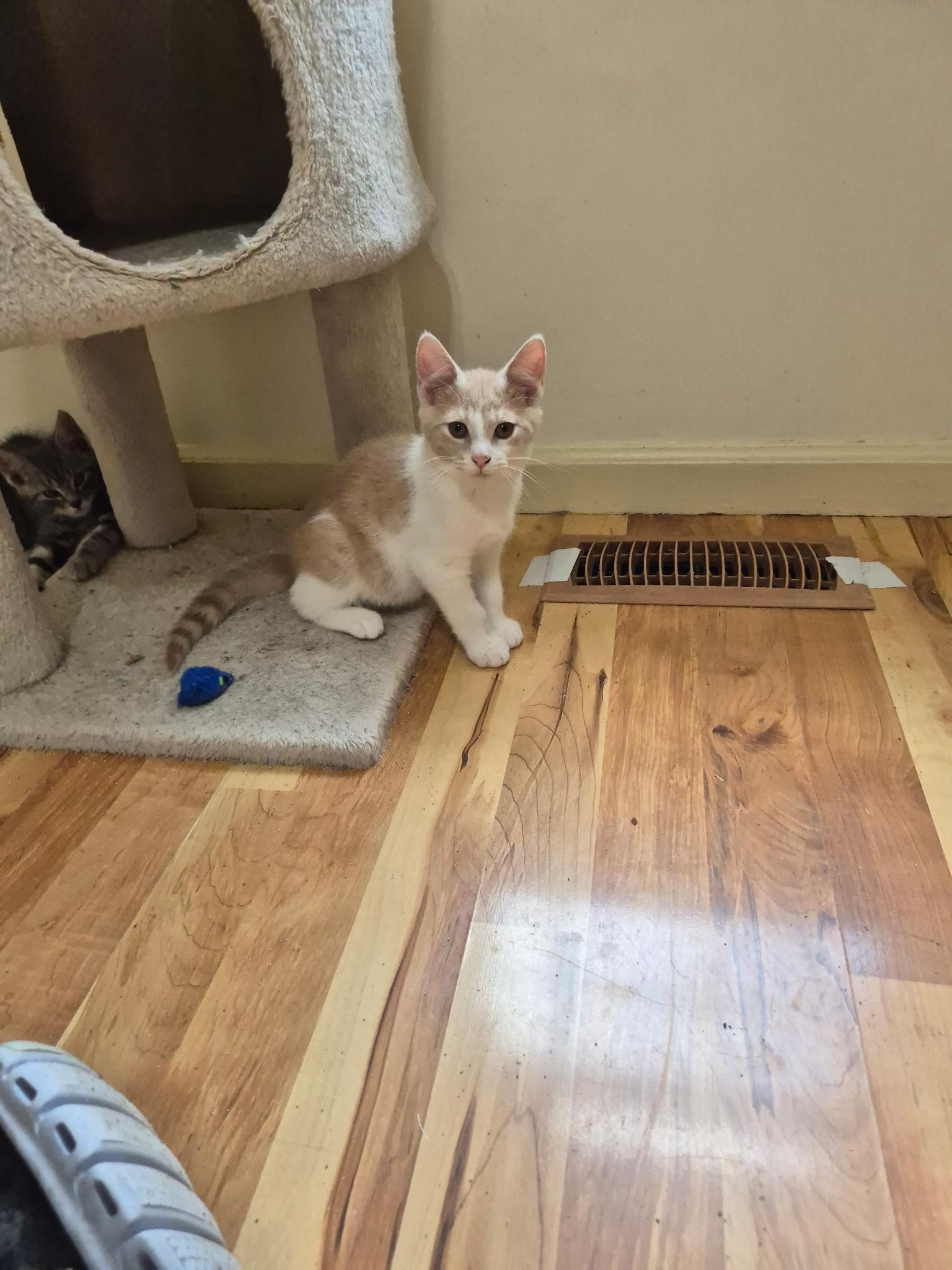 Enlarge Leo, an adopted Domestic Short Hair in Philadelphia, PA image 4/4