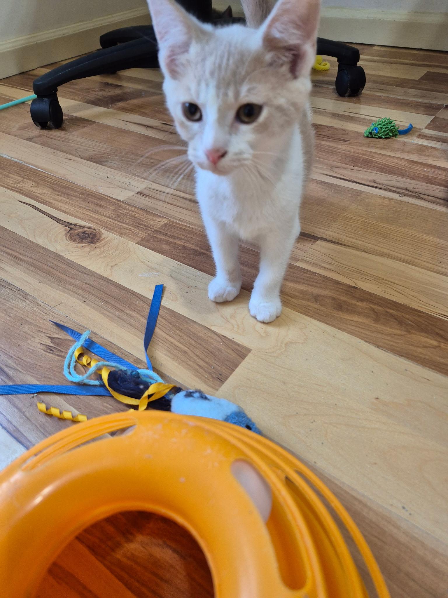 Enlarge Leo, an adopted Domestic Short Hair in Philadelphia, PA image 3/4