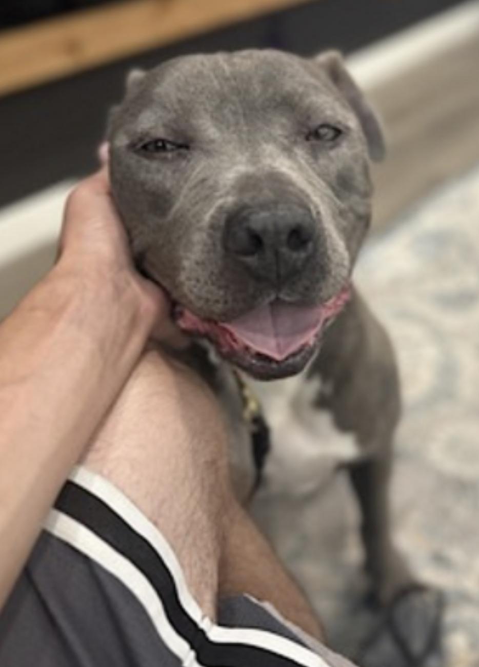 Brady — thumbnail 2