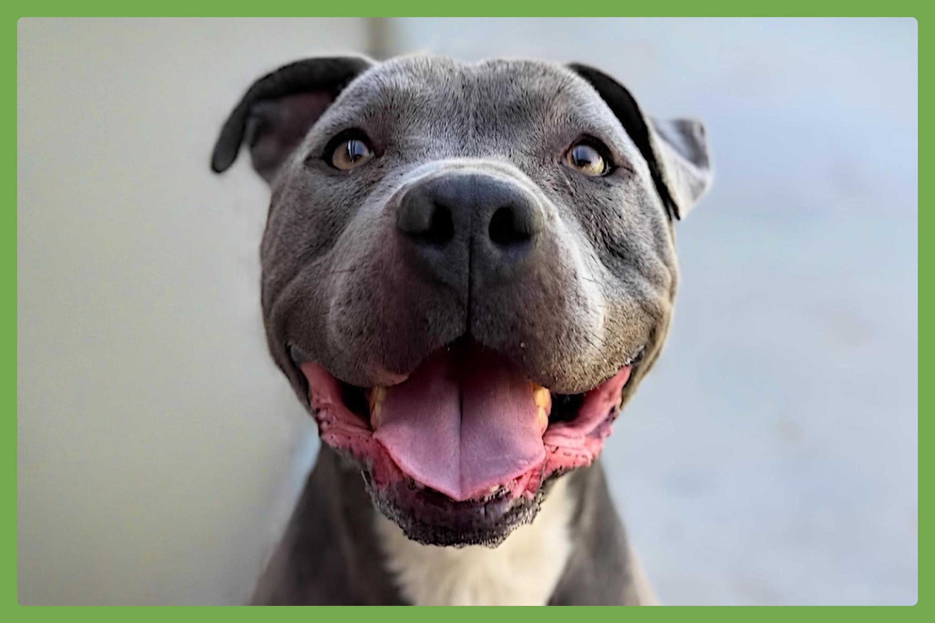 Brady — thumbnail 3