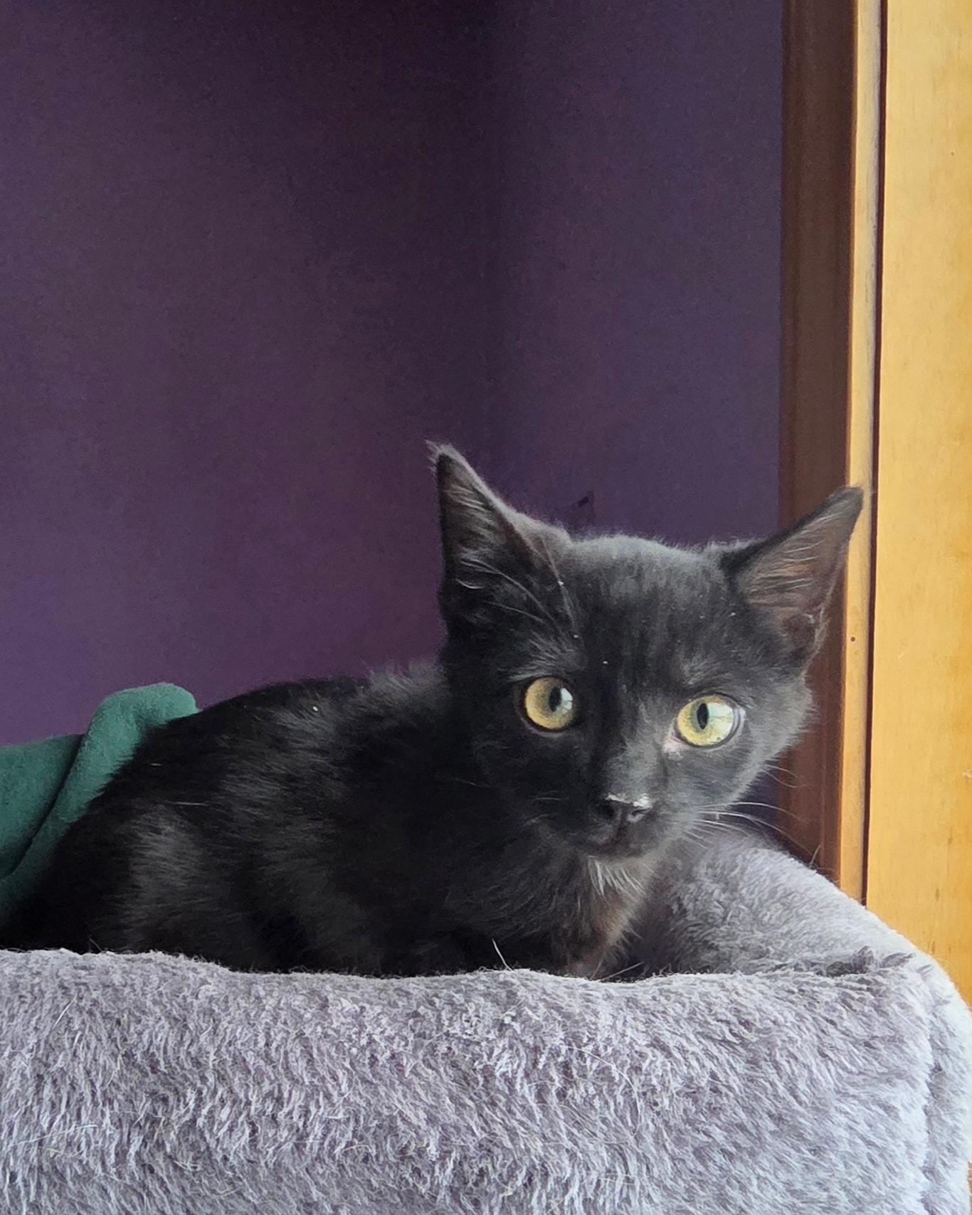 Enlarge Cotopaxi, a ADOPTABLE Domestic Short Hair in Merrillville, IN image 1/3